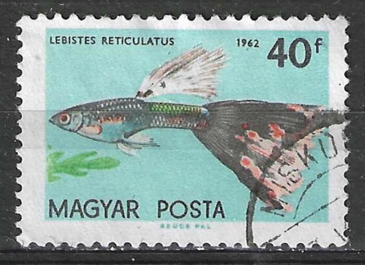 Hongrie 1962 - Yvert 1497 - Le Guppy - 40 fi. (1ER), Timbres & Monnaies, Timbres | Europe | Hongrie, Affranchi, Envoi