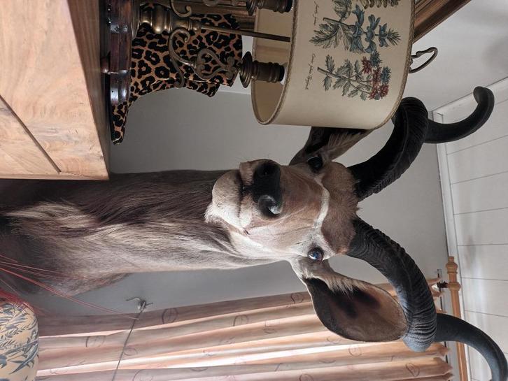 Kudu ,  prachtige koedoe ,  extra groot, Verzamelen, Dierenverzamelingen, Zo goed als nieuw, Opgezet dier, Wild dier, Ophalen