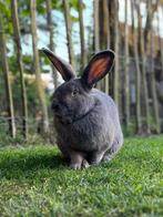 Blauw van Ham, Dieren en Toebehoren, Konijnen