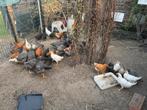 Leghennen te koop nog niet aan de leg, Dieren en Toebehoren, Pluimvee
