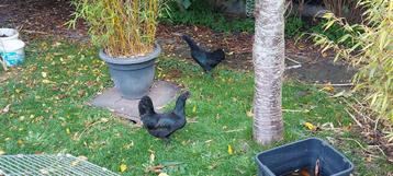 Mooie zwarte Cemani-hen