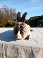 Duitse reus Ram, Mâle, Grand, 0 à 2 ans