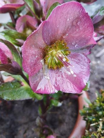 Mooie roze Helleborus / kerstroos voor buiten 