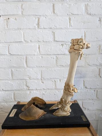 anatomisch model poot rund, Enlèvement ou Envoi
