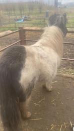 Kinderpony, Dieren en Toebehoren, Pony's