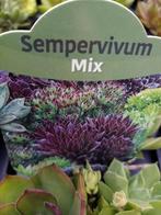 Sedum, Ophalen