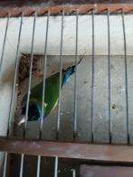 Gouldemadines, Dieren en Toebehoren, Vogels | Overige Vogels, Mannelijk, Geringd