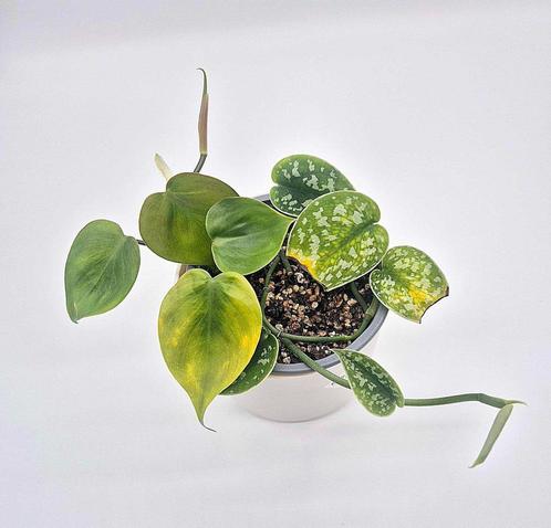 Scindapsus Pictus x Philodendron Scandens, Huis en Inrichting, Kamerplanten, Ophalen of Verzenden