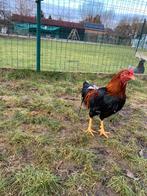 Soeandese vechter, Animaux & Accessoires, Volatiles, Mâle, Poule ou poulet