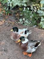 Hollandse kwakers, Dieren en Toebehoren, Pluimvee, Eend