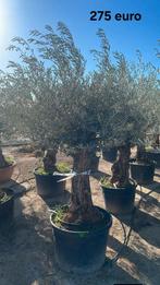 ‼️Olijfbomen olea europaea half april in België ‼️, Ophalen