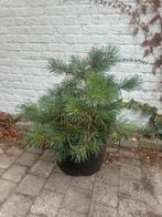 Pinus bonsai, Tuin en Terras, Planten | Bomen, Ophalen