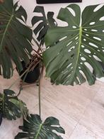 Grote kamerplant, Ophalen