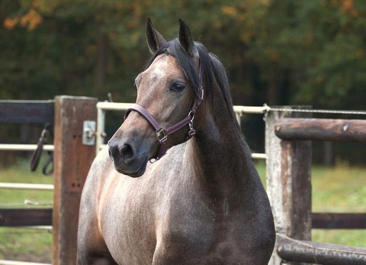 Super mooie pre andalusier merrie, Dieren en Toebehoren, Paarden, Merrie, Onbeleerd, 160 tot 165 cm, 3 tot 6 jaar, Gechipt, Ontwormd
