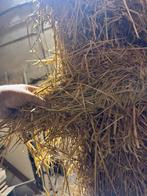 Stro, Dieren en Toebehoren, Stalling