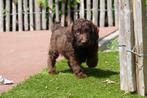 Prachtige medium Labradoodle pups (chocolade en zwart), Dieren en Toebehoren, België, Overige rassen, CDV (hondenziekte), 8 tot 15 weken
