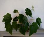 Begonia heracleifolia Cham. & Schltdl., Huis en Inrichting, Kamerplanten, Ophalen