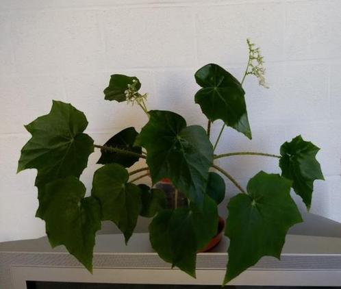 Begonia heracleifolia Cham. & Schltdl., Huis en Inrichting, Kamerplanten, Ophalen