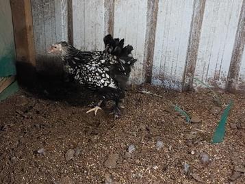 Brahma zilverblauwgezoomd, zilverzwartgezoomd beschikbaar voor biedingen