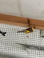 pheao et porteur pheao, Animaux & Accessoires, Oiseaux | Oiseaux Autre, Mâle