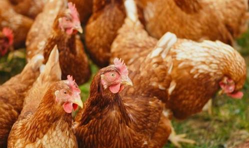Bruine legkippen en andere rassen, Dieren en Toebehoren, Pluimvee, Kip