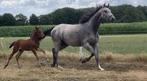 Drachtige Zangersheide mertie + merrie veulen, Dieren en Toebehoren, Paarden, Merrie, Springpaard, B, Gechipt