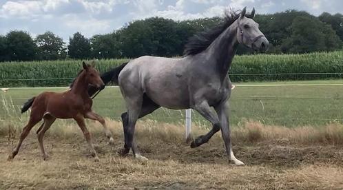 Drachtige Zangersheide mertie + merrie veulen, Dieren en Toebehoren, Paarden, Merrie, B, 160 tot 165 cm, 3 tot 6 jaar, Springpaard