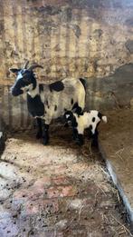 Dwerggeiten te kopen, Dieren en Toebehoren, Schapen, Geiten en Varkens, Mannelijk, Geit, 0 tot 2 jaar