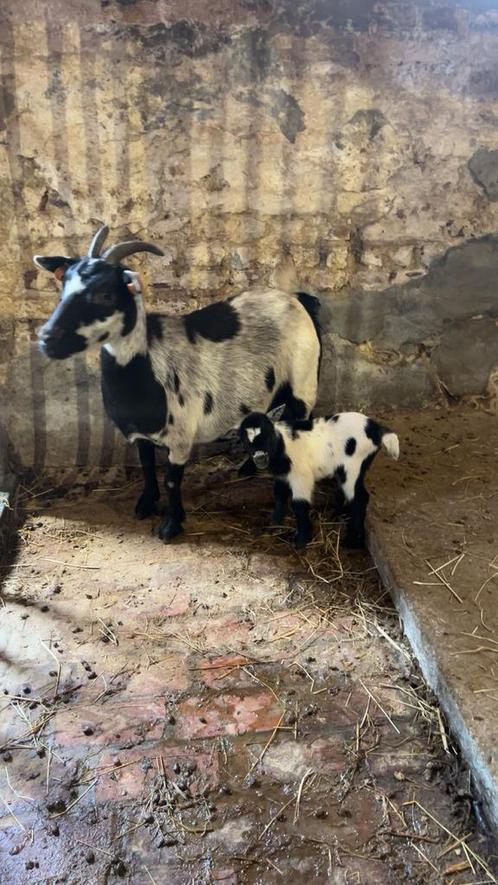 Dwerggeiten te kopen, Dieren en Toebehoren, Schapen, Geiten en Varkens, Geit, Mannelijk, 0 tot 2 jaar