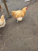 Broedeieren, Dieren en Toebehoren