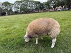 texel ramlam, Dieren en Toebehoren, Mannelijk, Schaap