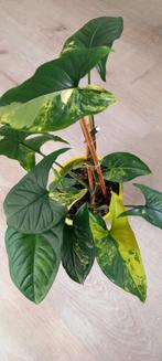Syngonium aurea variegata, Ophalen