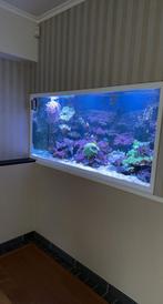 Zeeaquarium te koop, Dieren en Toebehoren, Vissen | Aquaria en Toebehoren, Ophalen, Gevuld zeewateraquarium