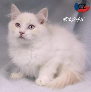 Prachtige Ragdoll-kittens te koop beschikbaar voor biedingen