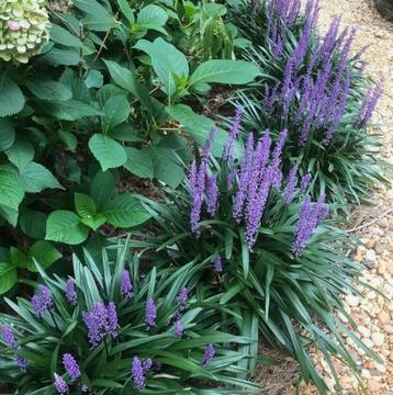 Liriope (paarse najaarsbloeier) schaduwplant beschikbaar voor biedingen