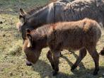Mini-ezeltjes te koop, Meerdere dieren, Gechipt