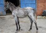 welsh b merrie veulen, Dieren en Toebehoren, Merrie, B, Gechipt, 0 tot 2 jaar