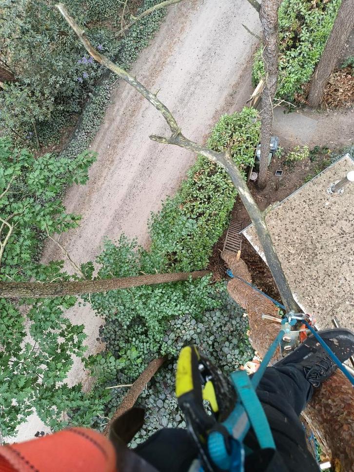 Tuinman / boomverzorging / houthakker / schrijnwerker, Diensten en Vakmensen, Tuinmannen en Stratenmakers