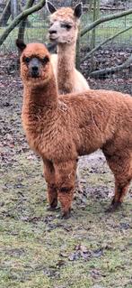 Alpaca merrie, Dieren en Toebehoren, Overige Dieren