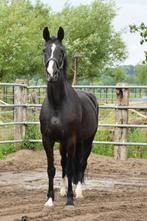 Mooie Rohdiamant merrie, Dieren en Toebehoren, Merrie, Zadelmak