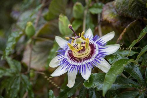 Passiflora,  Passiebloem, Jardin & Terrasse, Plantes | Jardin, Plante fixe, Plantes grimpantes, Mi-ombre, Été, Enlèvement ou Envoi