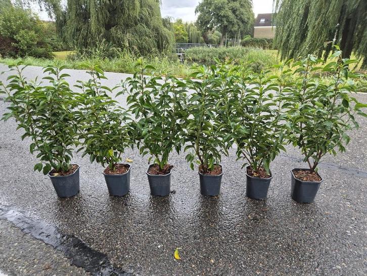 Portugese laurier potgekweekte haagplanten ca. 60 cm, Tuin en Terras, Planten | Struiken en Hagen, Haag, Laurier, Minder dan 100 cm