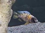 Aulonocara yellow berry cichliden malawi hobbykweek, Vis, Zoetwatervis