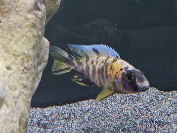 Aulonocara yellow berry cichliden malawi hobbykweek  beschikbaar voor biedingen