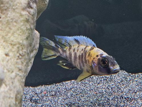 Aulonocara yellow berry cichliden malawi hobbykweek, Dieren en Toebehoren, Vissen | Aquariumvissen, Zoetwatervis, Vis