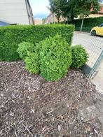 4x buxus diameter 20 cm, Tuin en Terras, Ophalen, Buxus, Struik, Minder dan 100 cm