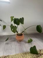 Kamerplant + Pot, Ophalen