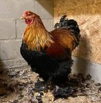 Brahma hanen, Dieren en Toebehoren, Kip