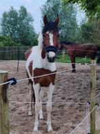 Merrie veulen van 2 jaar Zoekt een nieuwe thuis, Dieren en Toebehoren, Paarden, Merrie, Springpaard, Minder dan 160 cm, 0 tot 2 jaar