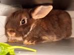 Dwerkonijntje 6 maanden te koop met kooi, Dieren en Toebehoren, Konijnen, Vrouwelijk, Dwerg, 0 tot 2 jaar